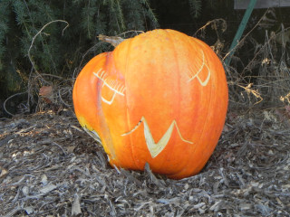 Angry Bird, Nipomo Pumpkin Patch best carving idea